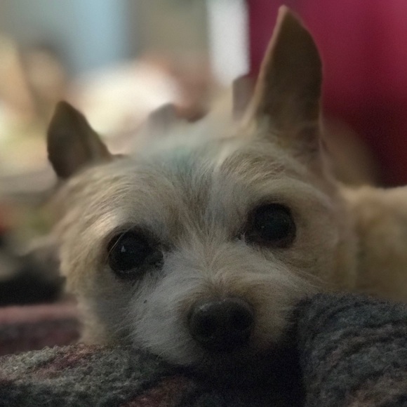 Meet your Posher, Laurel - Picture 1 of 1